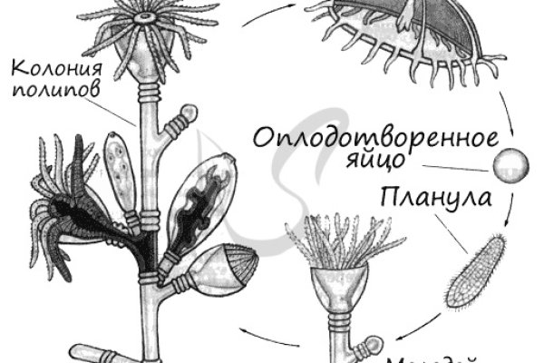 Поддержка кракен шоп