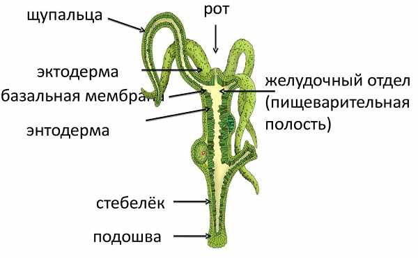 Kraken market зеркала