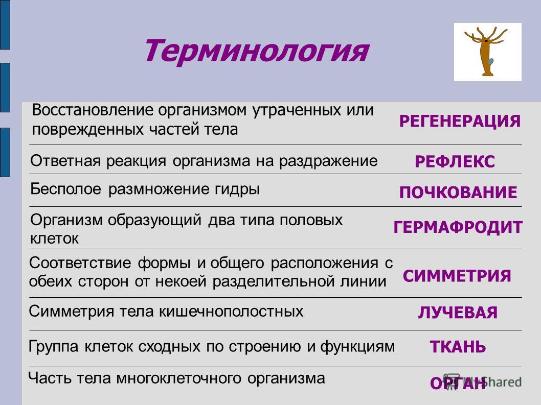 Ссылка на кракен маркет